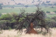 landscape (10)